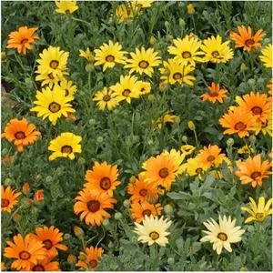 African Daisy - Aurantiaca Hybrid (Seeds)